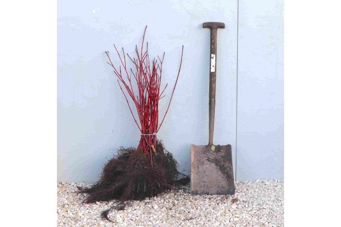 Red Stemmed Dogwood
