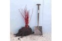Red Stemmed Dogwood