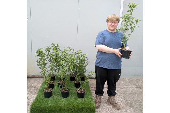 Yellow Stemmed Dogwood - 2L Pot grown