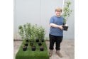 Yellow Stemmed Dogwood - 2L Pot grown