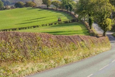 Economy Mixed Native Hedging Plant Pack - Countryside Stewardship BN7 and BN11 grant eligible - Farm Hedgerow (2 species)