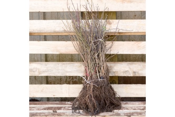 Economy 50/50 Pack of 50 plants (2 yr transplants)