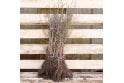 Economy 50/50 Pack of 50 plants