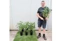 Elder - 2L pot grown