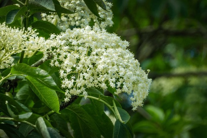 Elder hedge plants (Sambucus nigra)