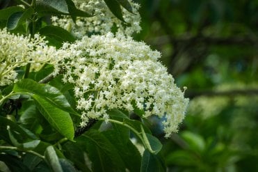 Close up of elderberries on an Elder hedge plant (Sambucus nigra) with lush green foliage and clusters of white flowers, ideal for wildlife-friendly hedging in gardens and landscapes.