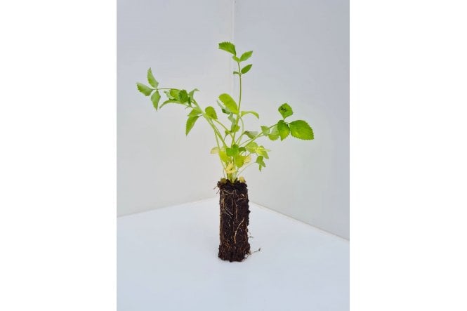 Elder - cell grown