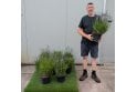 English Lavender - 5 litre