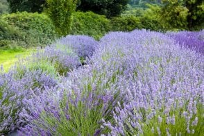 English Lavender hedge plants (Lavandula angustifolia 'Munstead')