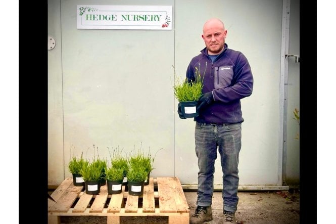 English Lavender - 2 litre