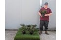 Escallonia rubra Macrantha - 2 Litre