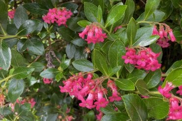 Escallonia hedge plants with red/deep pink flowers (Escallonia rubra Macrantha)
