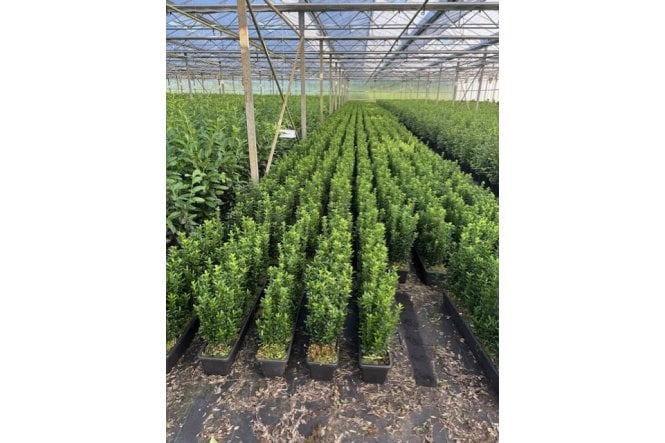 Euonymus Green Spire - 1m long trough