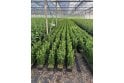 Euonymus Green Spire - 1m long trough