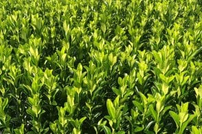 Euonymus japonicus 'Green Spire' hedge plants