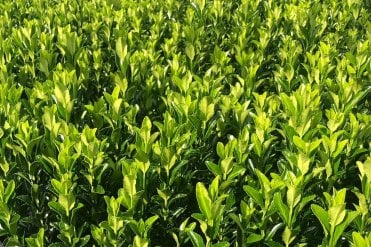 Close up of the leaves of Euonymus 'Green Spire' hedge plant with compact, upright growth and glossy dark green leaves, perfect for neat evergreen borders, low hedging, and year-round structure in formal garden designs.