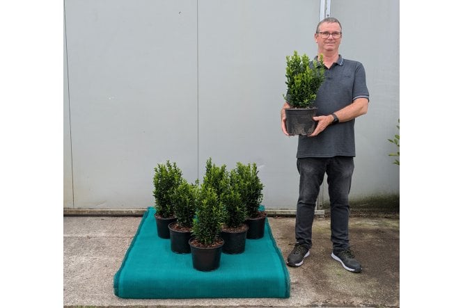 Euonymus Green Spire - 5 litre