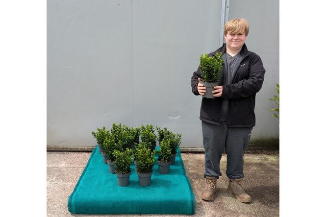 Euonymus Green Spire - 2 litre