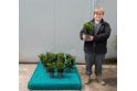 Euonymus Green Spire - 2 litre