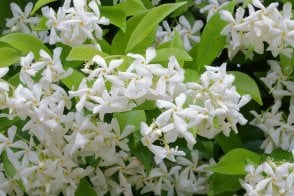 Evergreen Star Jasmine (Trachelospermum jasminoides)