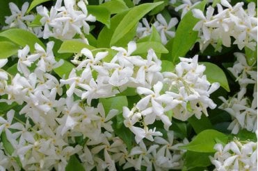 Close up flowers of Star Jasmine creating a dense evergreen hedge of Trachelospermum jasminoides with glossy leaves and fragrant white flowers. Good for climbing plants over fences and trellis