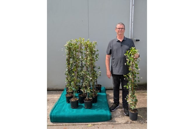 Star Jasmine - 2 litre