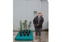 Field Maple - 2 litre