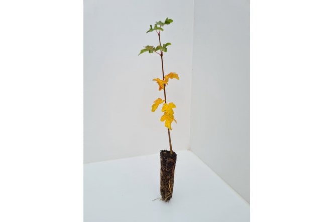 Field Maple - cell grown