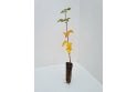 Field Maple - cell grown