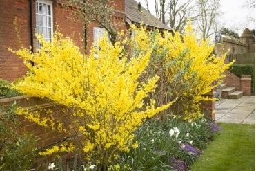 Forsythia 'Lynwood Gold' hedge plants (Forsythia x intermedia 'Lynwood Gold')