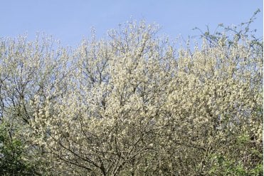 Goat Willow tree saplings (Salix caprea) (AKA Pussy Willow)