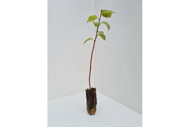 Goat Willow - cell grown