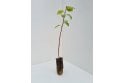 Goat Willow - cell grown