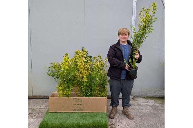 Golden Privet - 2L pot