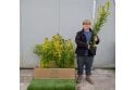 Golden Privet - 2L pot