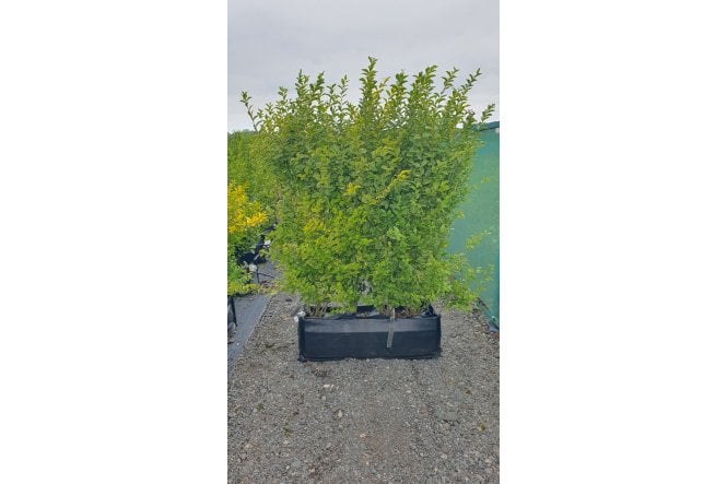 Golden Privet - 1m long trough