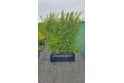 Golden Privet - 1m long trough