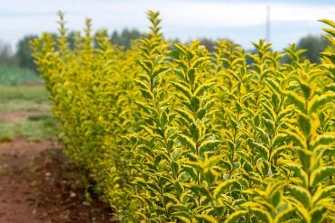 Close up of stems of Golden Privet (Ligustrum ovalifolium 'Aureum') hedge plant with bright yellow-green foliage, ideal for formal garden borders and year-round privacy