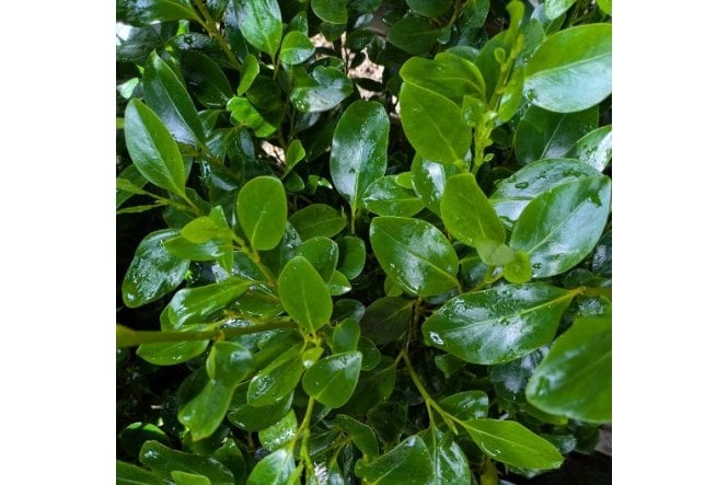 Griselinia littoralis 'Green Horizon' hedge plants (New Zealand Privet)
