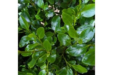 Close up of leaves on Griselinia Green Horizon hedge plant with dense glossy green foliage. Good for screening, privacy, coastel and exposed areas.