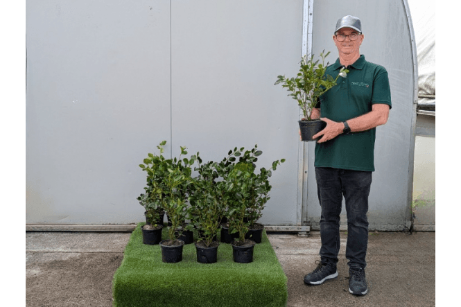Griselinia 'Green Horizon' - 2 litre