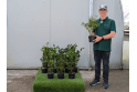 Griselinia 'Green Horizon' - 2 litre