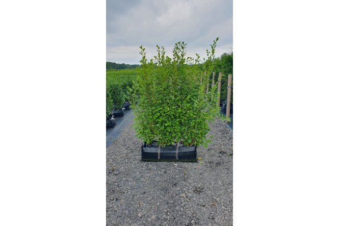Griselinia - 1m long trough