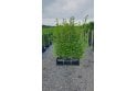 Griselinia - 1m long trough