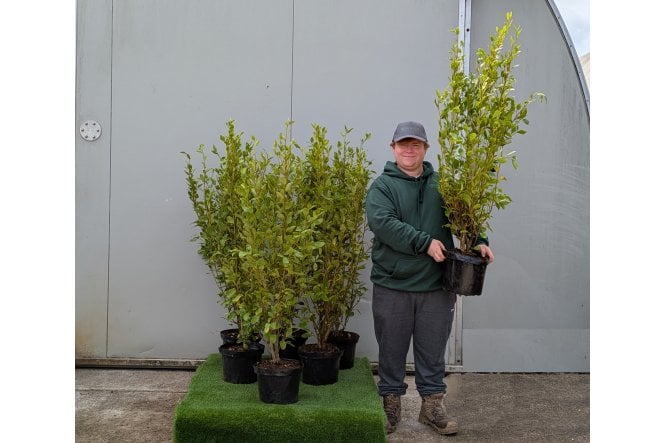 Griselinia - 10 litre
