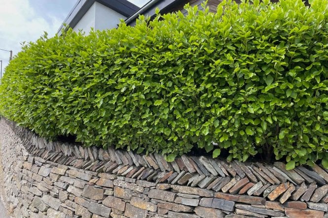 Griselinia littoralis hedge plants (New Zealand Privet)