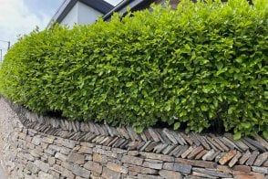 Griselinia littoralis hedge plants (New Zealand Privet)