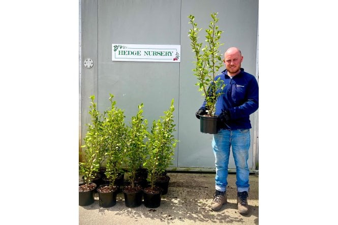 Griselinia - 5 litre
