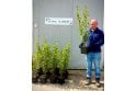 Griselinia - 5 litre