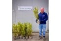 Griselinia - 2 litre